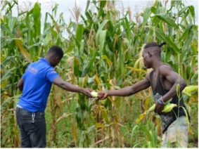 Améliorer les moyens de vie des jeunes vivant dans la rue à Gulu à travers l'agriculture durable 10