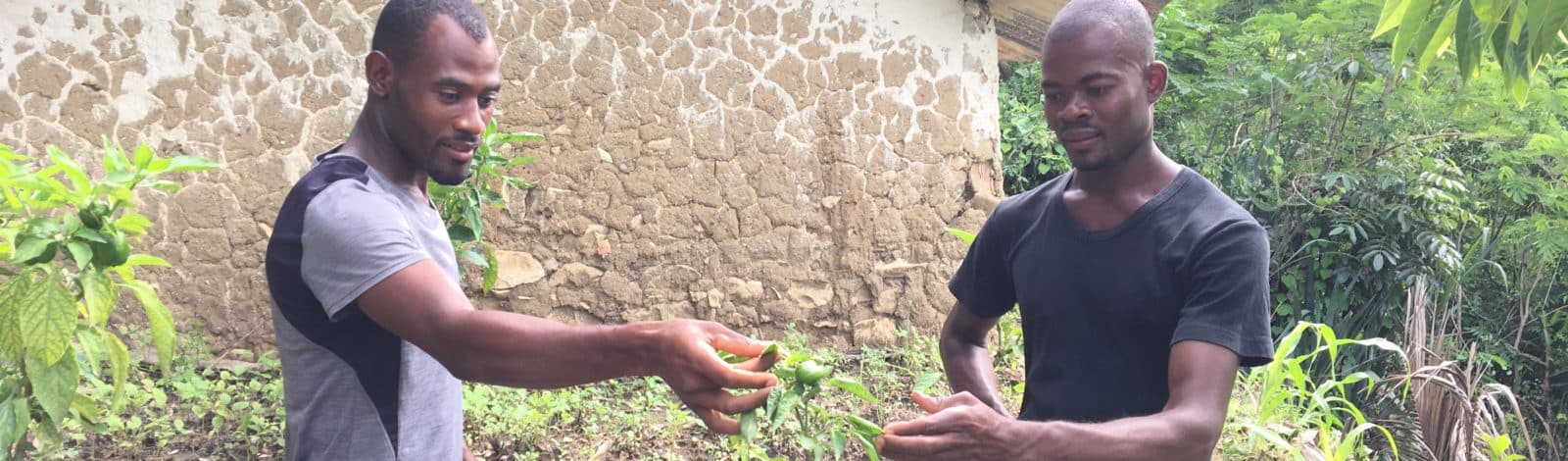 Haïti agroécologie