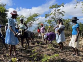 « Yon dwet pa manje kalalou » - Renforcement de la production, la transformation et la vente des produits de l’agriculture familiale en Haïti