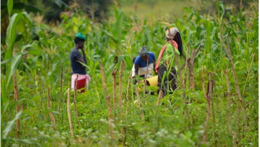 Améliorer les moyens de vie des jeunes vivant dans la rue à Gulu à travers l'agriculture durable 8